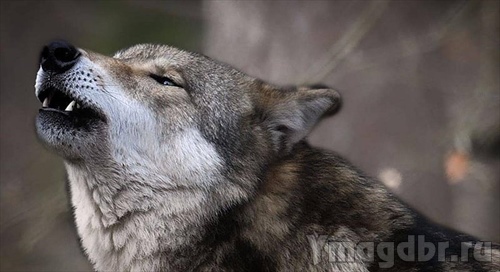 Платить за добычу волков в Иркутской области снова начнут охотникам